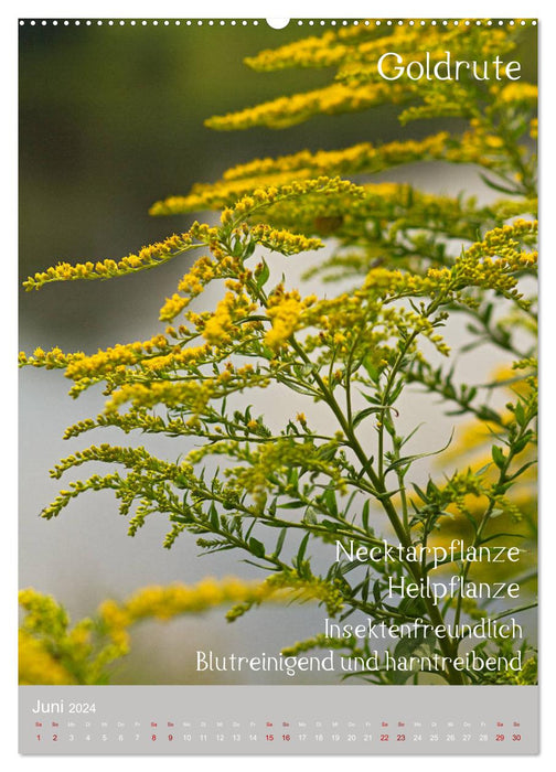 Weeds - Useful wild plants in the meadow (CALVENDO wall calendar 2024) 