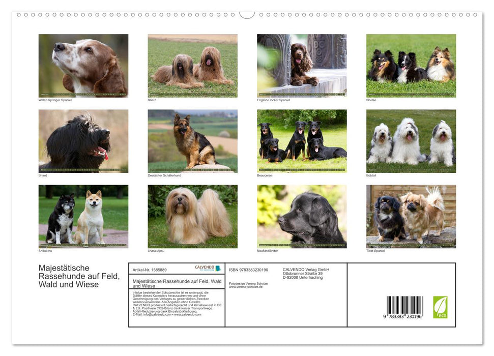 Mäjestätische Rassehunde auf Feld, Wald und Wiese (CALVENDO Premium Wandkalender 2024)