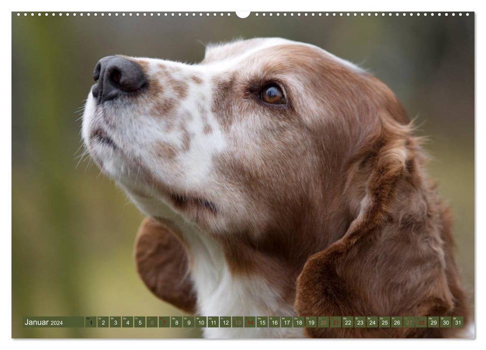 Majestic purebred dogs in the field, forest and meadow (CALVENDO Premium Wall Calendar 2024) 