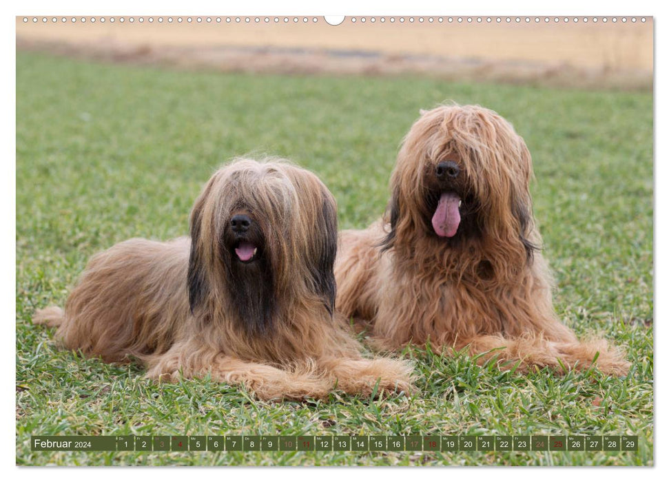 Majestic purebred dogs in the field, forest and meadow (CALVENDO Premium Wall Calendar 2024) 