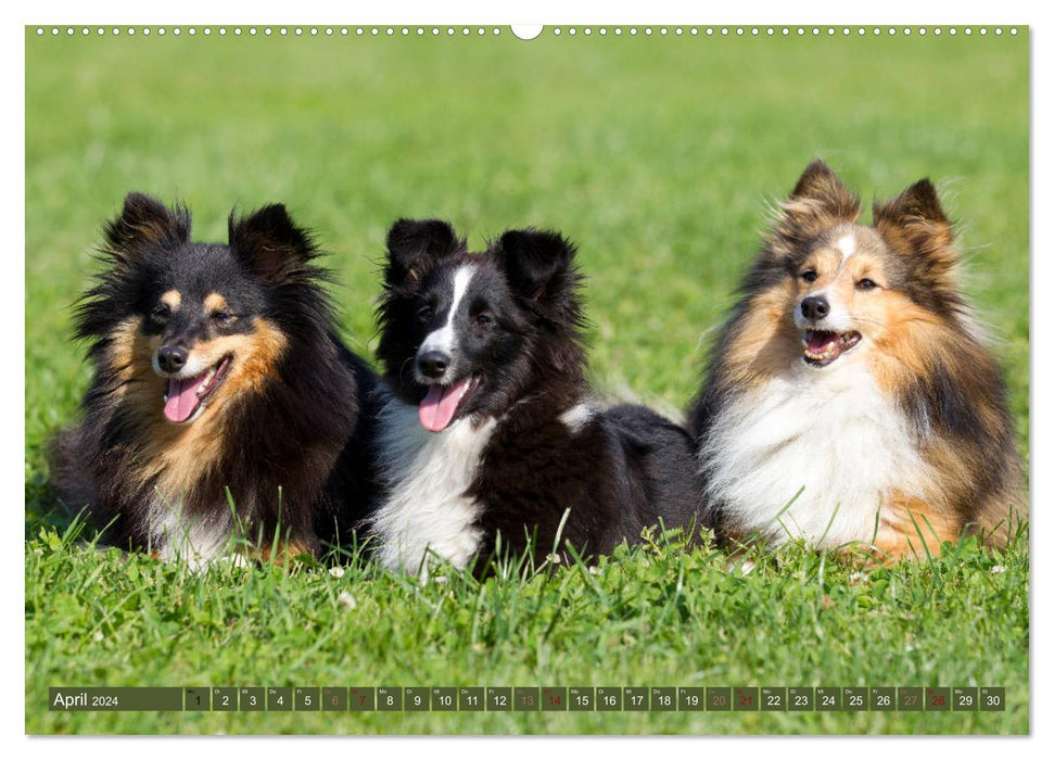 Majestic purebred dogs in the field, forest and meadow (CALVENDO Premium Wall Calendar 2024) 