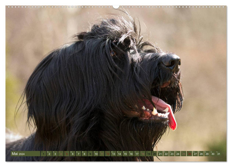 Mäjestätische Rassehunde auf Feld, Wald und Wiese (CALVENDO Premium Wandkalender 2024)