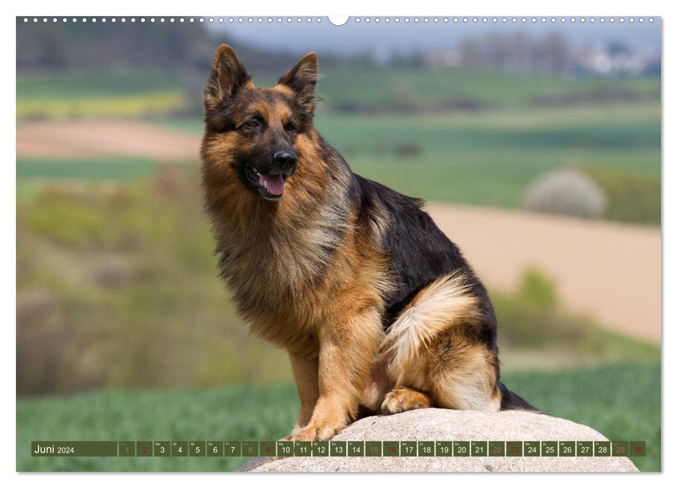 Majestic purebred dogs in the field, forest and meadow (CALVENDO Premium Wall Calendar 2024) 