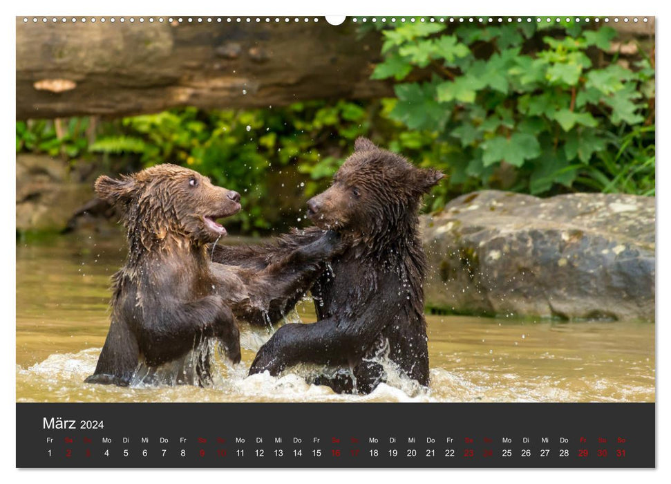 Die grossen Bärentatzen (CALVENDO Wandkalender 2024)