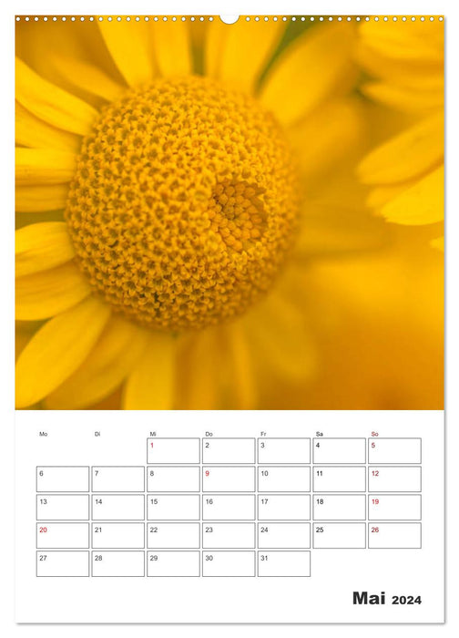 Colored flower dream (CALVENDO Premium wall calendar 2024) 