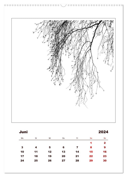 LignoGrafica - Patterns and Structures of Trees (CALVENDO Premium Wall Calendar 2024) 