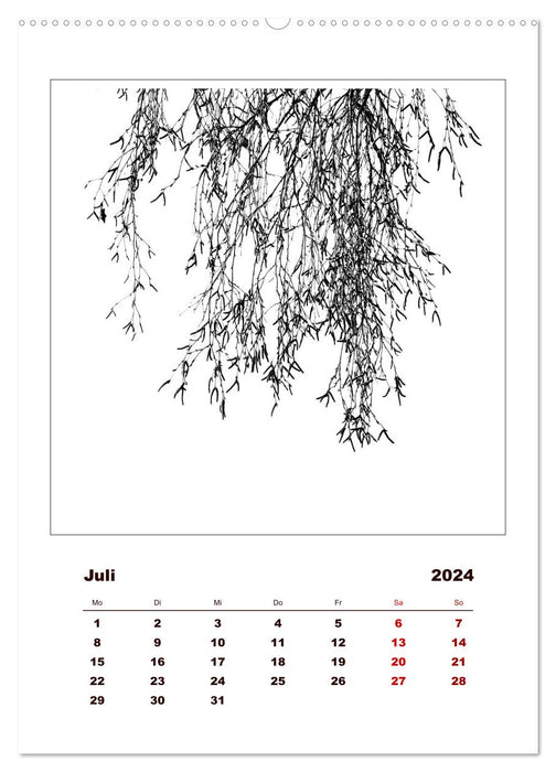 LignoGrafica - Motifs et structures d'arbres (Calvendo Premium Wall Calendar 2024) 