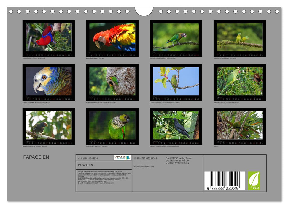 Parrots (CALVENDO wall calendar 2024) 