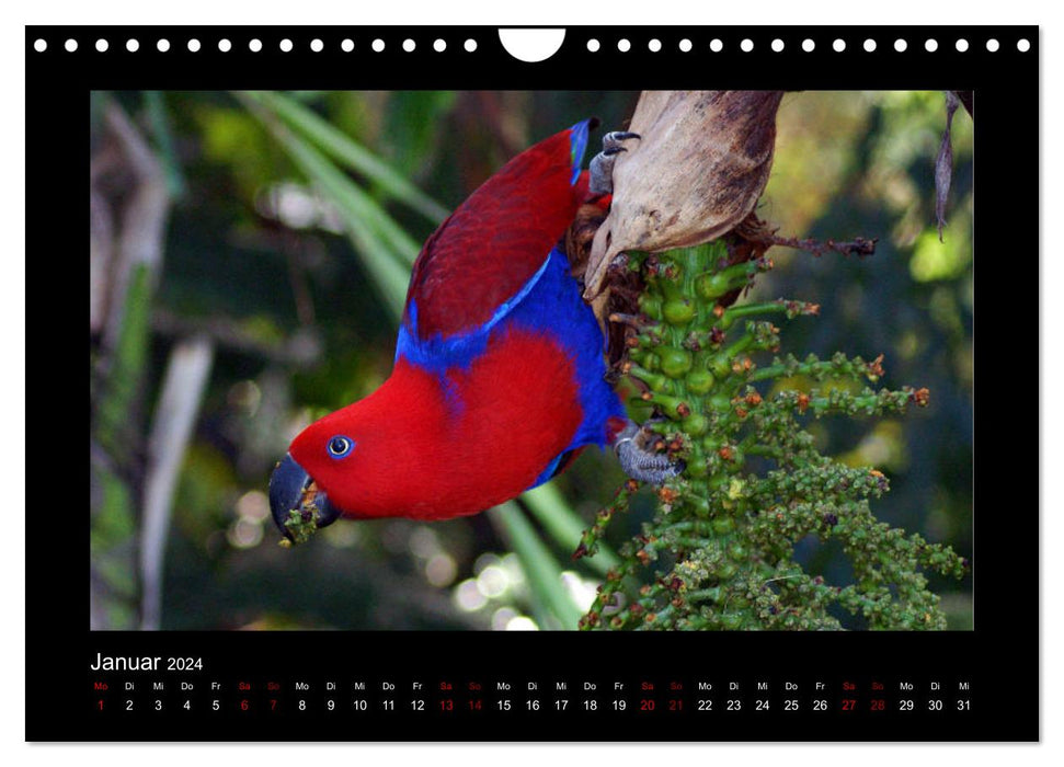 Parrots (CALVENDO wall calendar 2024) 