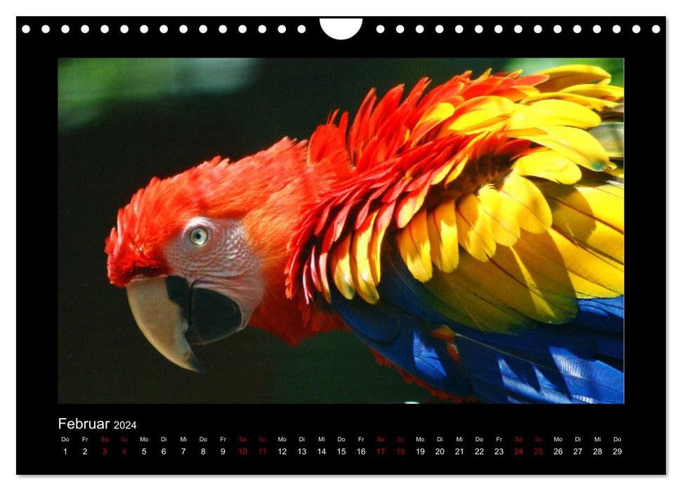 Parrots (CALVENDO wall calendar 2024) 