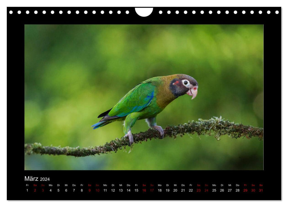 Parrots (CALVENDO wall calendar 2024) 