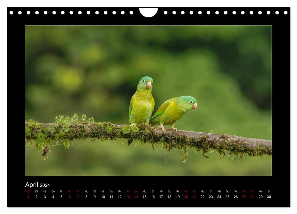 Parrots (CALVENDO wall calendar 2024) 