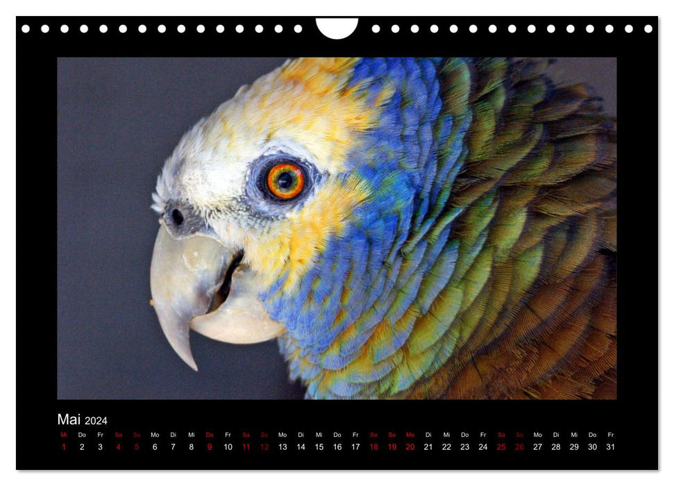 Parrots (CALVENDO wall calendar 2024) 