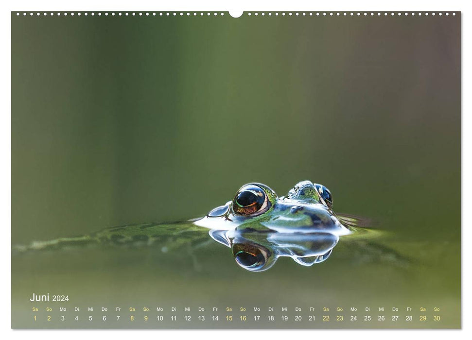 Frogs to fall in love with (CALVENDO wall calendar 2024) 