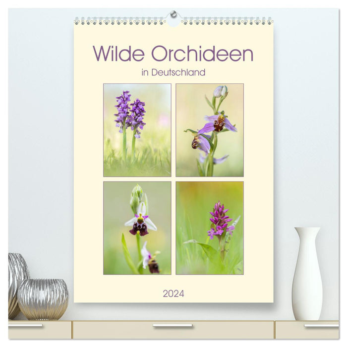 Wilde Orchideen in Deutschland 2024 (CALVENDO Premium Wandkalender 2024)