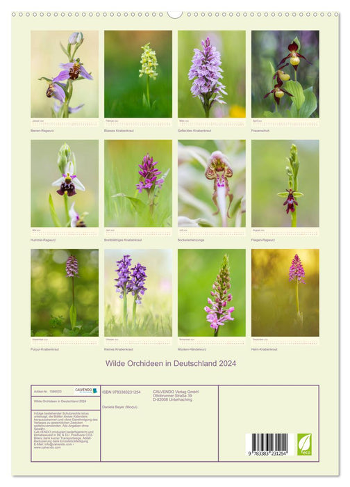 Orchidées sauvages en Allemagne 2024 (Calvendo Premium Wall Calendar 2024) 
