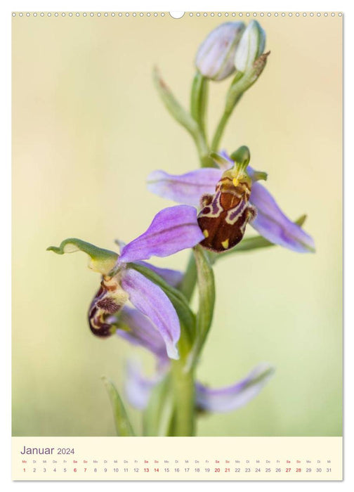 Orchidées sauvages en Allemagne 2024 (Calvendo Premium Wall Calendar 2024) 