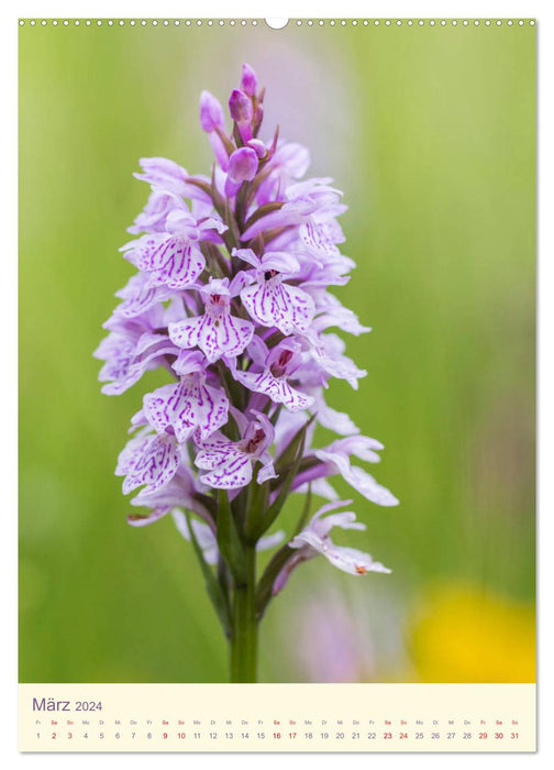 Orchidées sauvages en Allemagne 2024 (Calvendo Premium Wall Calendar 2024) 