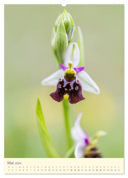 Orchidées sauvages en Allemagne 2024 (Calvendo Premium Wall Calendar 2024) 