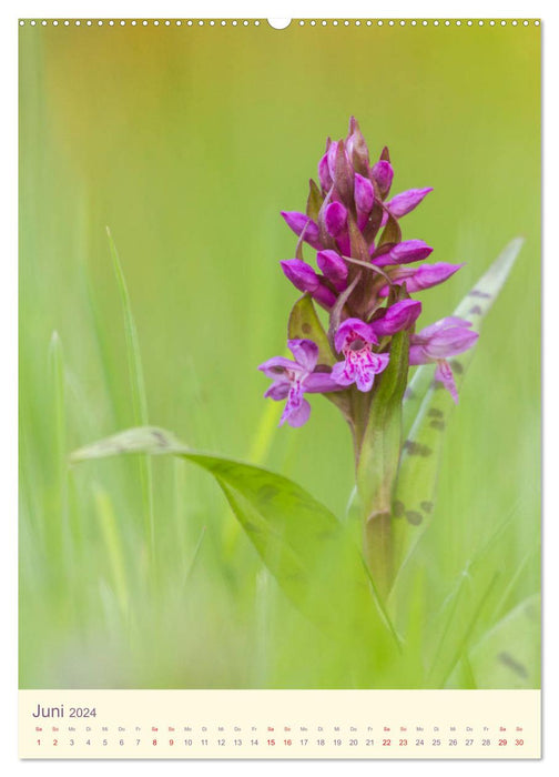 Wilde Orchideen in Deutschland 2024 (CALVENDO Premium Wandkalender 2024)