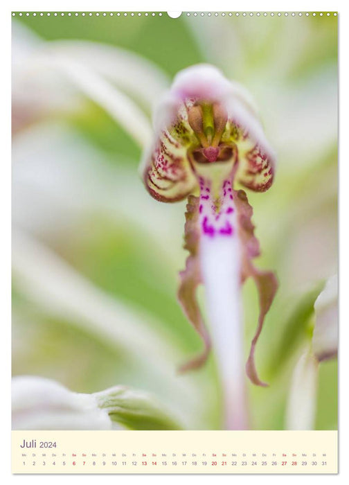 Wilde Orchideen in Deutschland 2024 (CALVENDO Premium Wandkalender 2024)