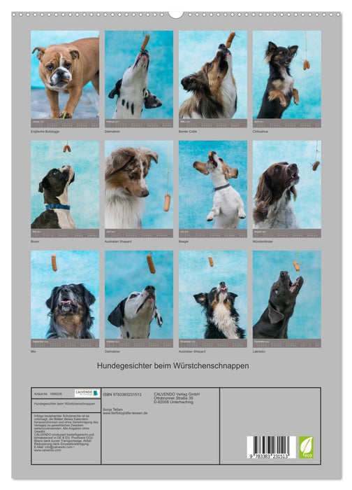 Dog faces while grabbing sausages (CALVENDO Premium Wall Calendar 2024) 