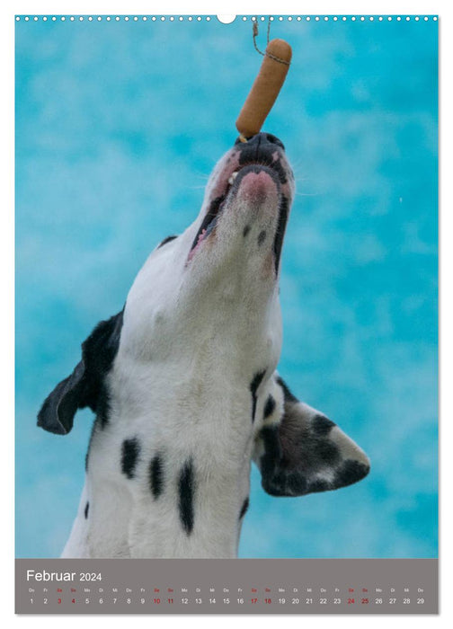 Visages de chien en attrapant des saucisses (Calendrier mural CALVENDO Premium 2024) 