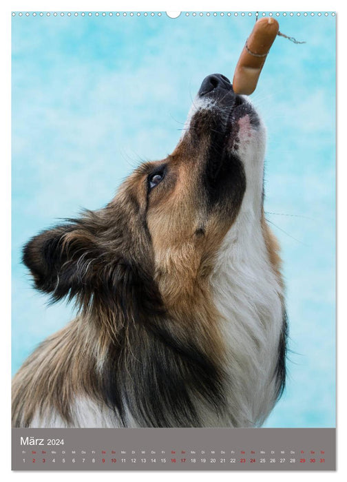 Hundegesichter beim Würstchenschnappen (CALVENDO Premium Wandkalender 2024)