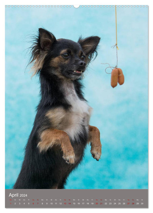 Dog faces while grabbing sausages (CALVENDO Premium Wall Calendar 2024) 
