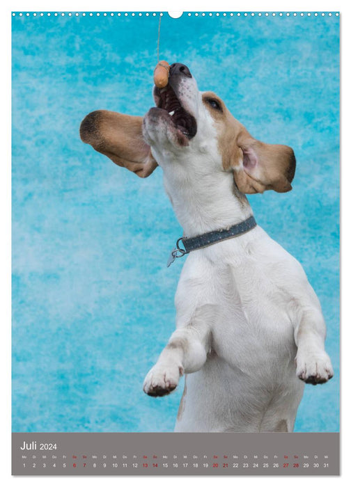 Dog faces while grabbing sausages (CALVENDO Premium Wall Calendar 2024) 
