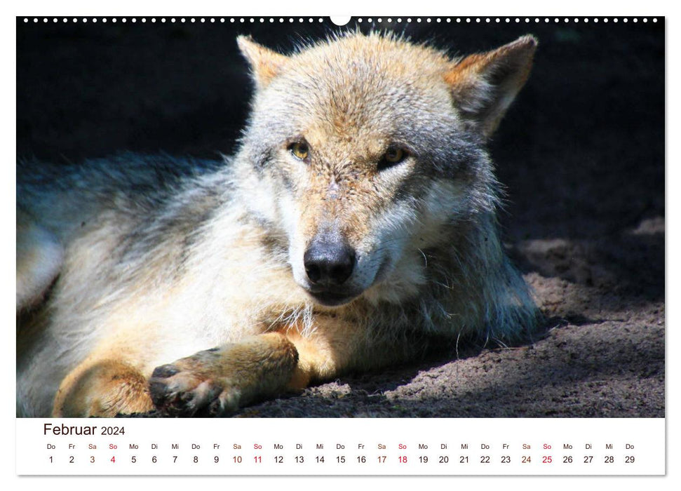 Wolves 2024. Animal impressions (CALVENDO wall calendar 2024) 