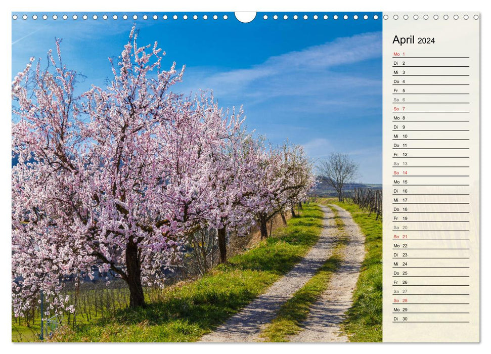 Sur le cheval noir de Schuster... Sud du Rhin supérieur et sud de la Forêt-Noire (calendrier mural CALVENDO 2024) 