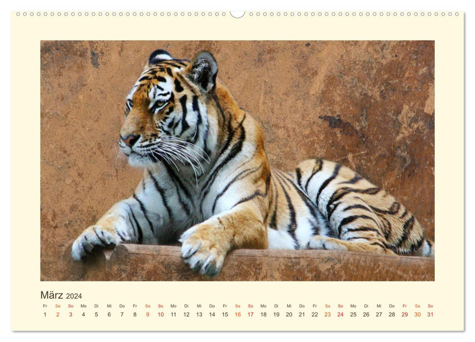 Sibirische Tigerportraits (CALVENDO Premium Wandkalender 2024)