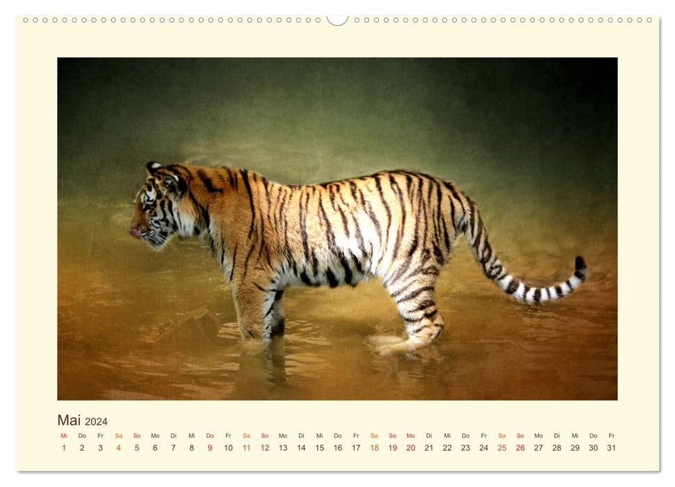 Sibirische Tigerportraits (CALVENDO Premium Wandkalender 2024)