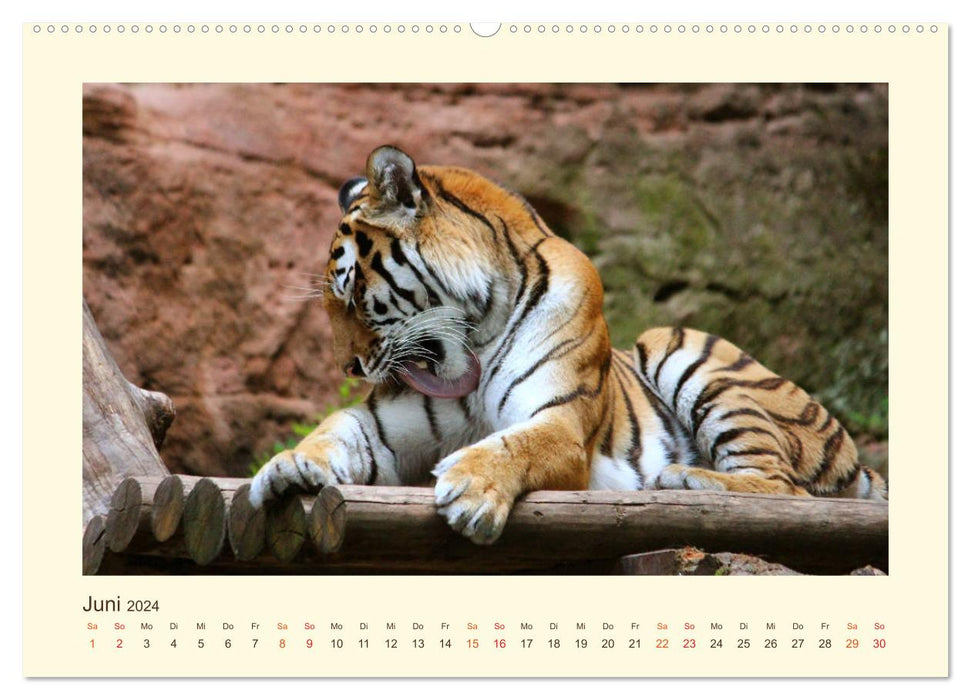 Portraits de tigres de Sibérie (Calvendo Premium Calendrier mural 2024) 