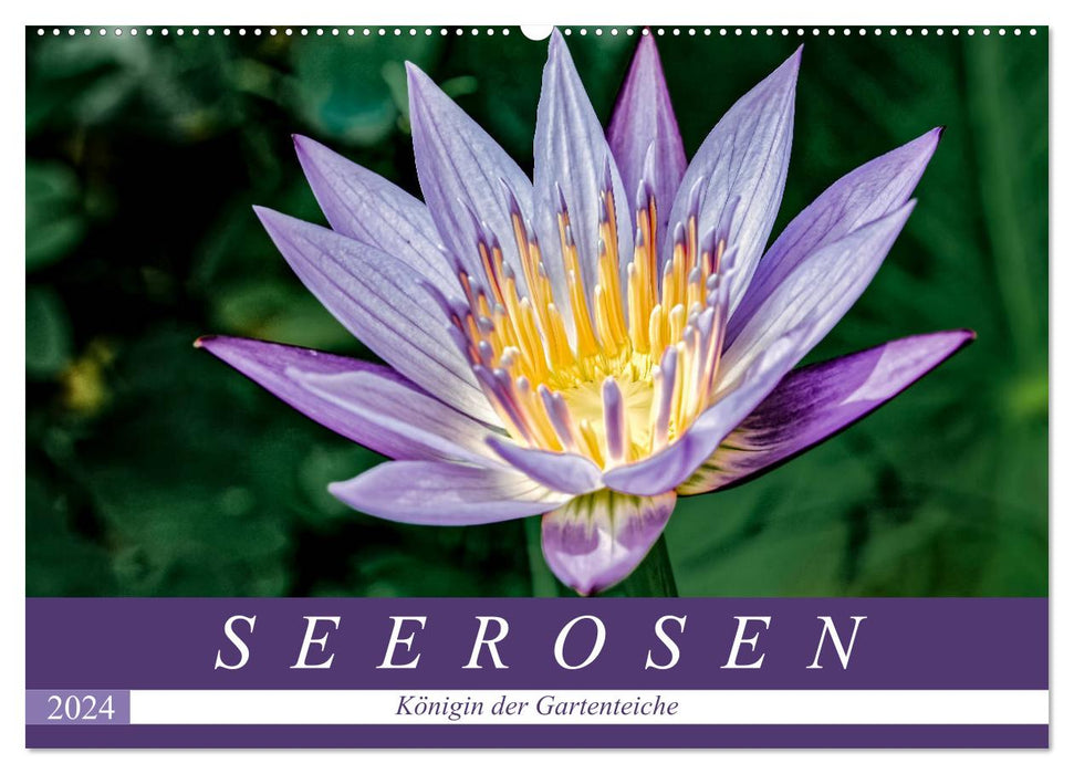 Seerosen - Königin der Gartenteiche (CALVENDO Wandkalender 2024)