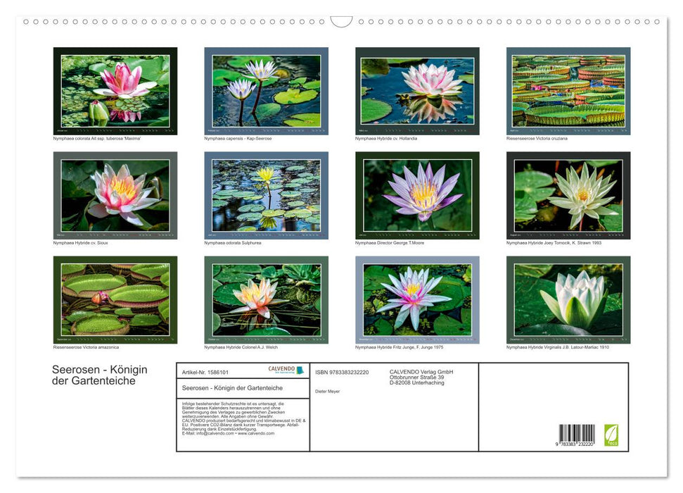 Seerosen - Königin der Gartenteiche (CALVENDO Wandkalender 2024)