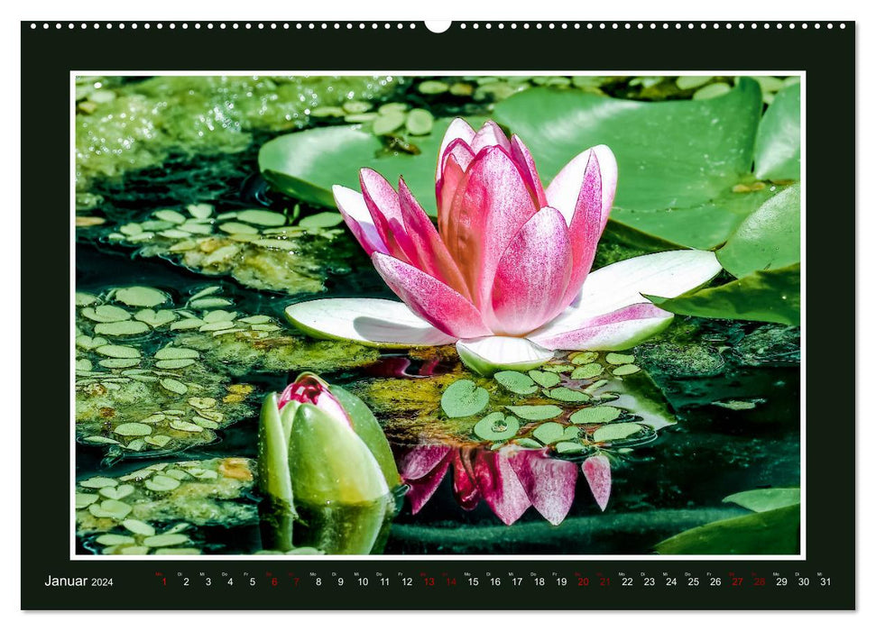 Water lilies - queen of garden ponds (CALVENDO wall calendar 2024) 