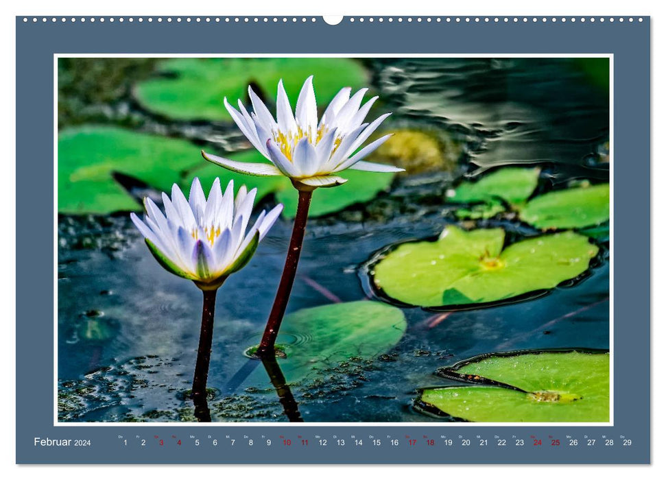 Water lilies - queen of garden ponds (CALVENDO wall calendar 2024) 