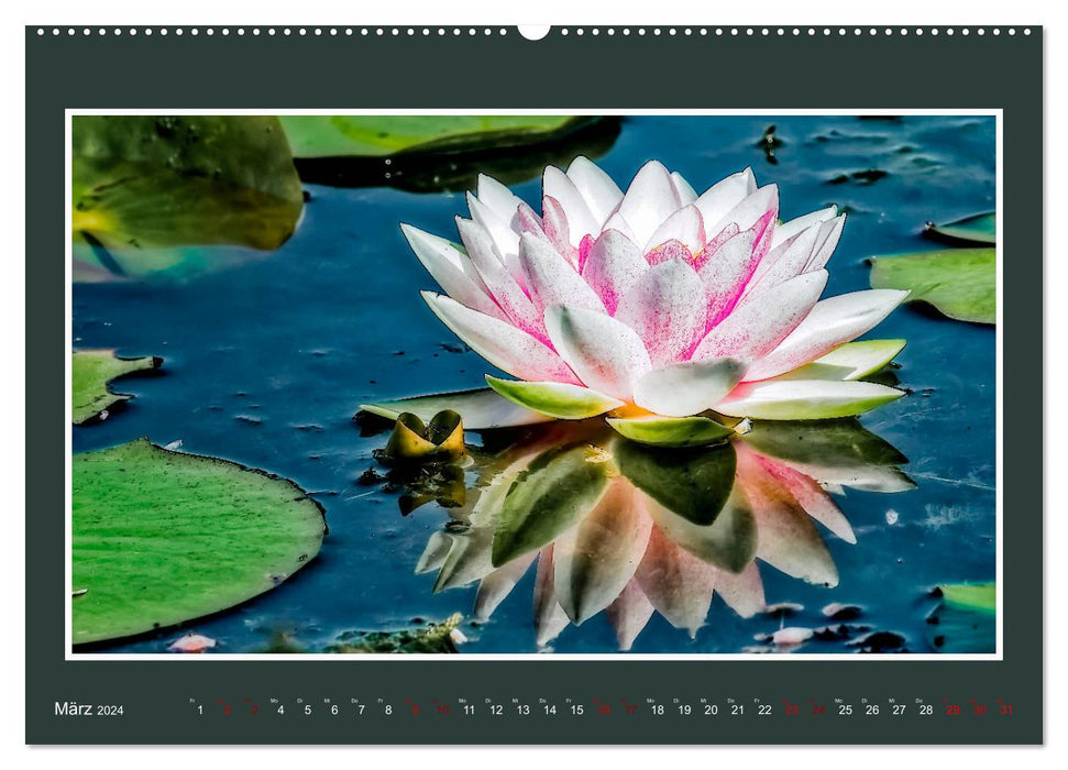 Water lilies - queen of garden ponds (CALVENDO wall calendar 2024) 