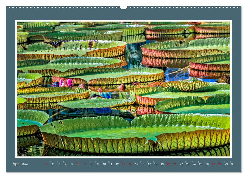 Water lilies - queen of garden ponds (CALVENDO wall calendar 2024) 