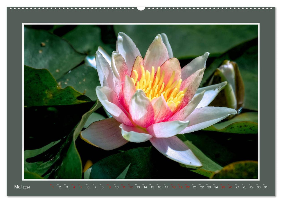 Water lilies - queen of garden ponds (CALVENDO wall calendar 2024) 