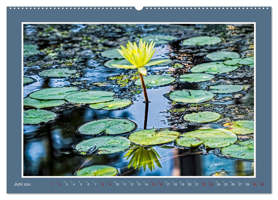 Water lilies - queen of garden ponds (CALVENDO wall calendar 2024) 
