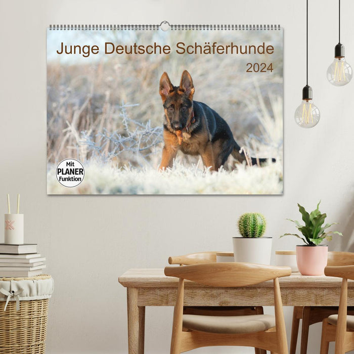 Young German Shepherd Dogs (CALVENDO Wall Calendar 2024) 