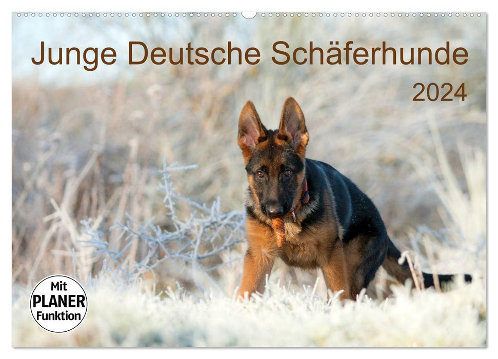 Young German Shepherd Dogs (CALVENDO Wall Calendar 2024) 