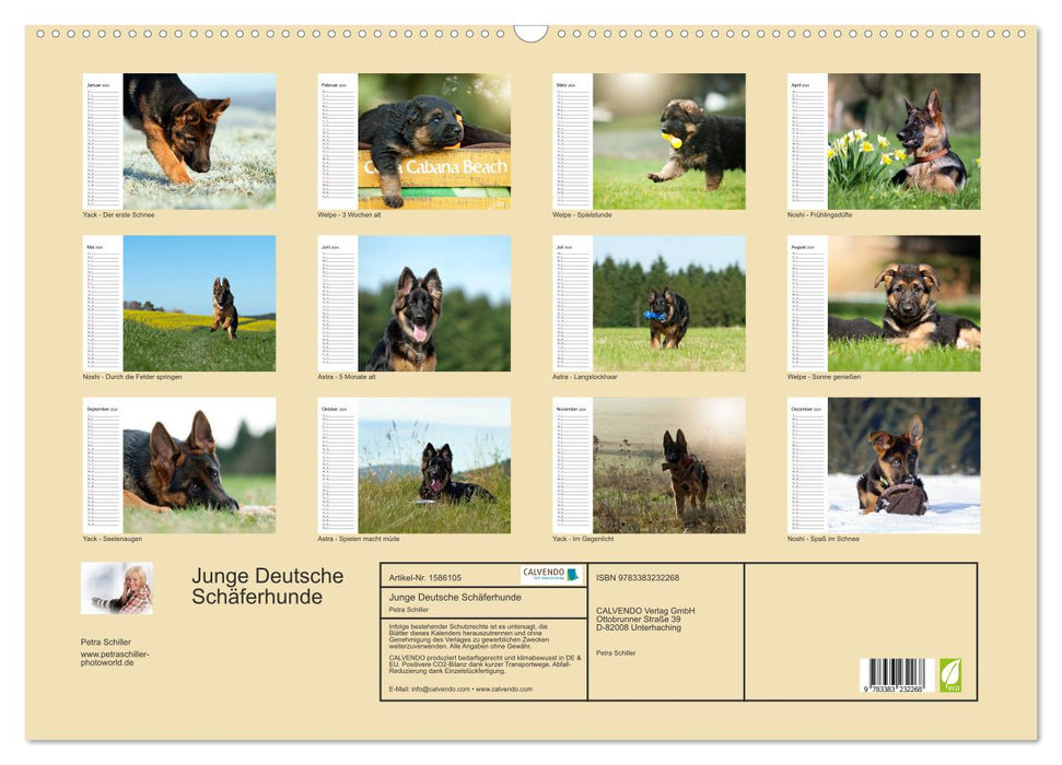 Young German Shepherd Dogs (CALVENDO Wall Calendar 2024) 