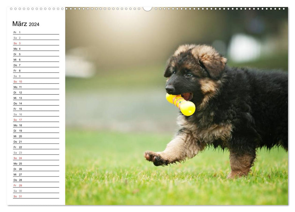 Young German Shepherd Dogs (CALVENDO Wall Calendar 2024) 