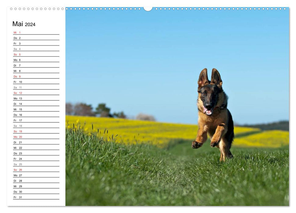 Young German Shepherd Dogs (CALVENDO Wall Calendar 2024) 