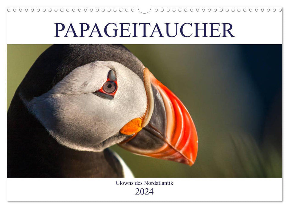Papageitaucher: Clowns des Nordatlantik (CALVENDO Wandkalender 2024)