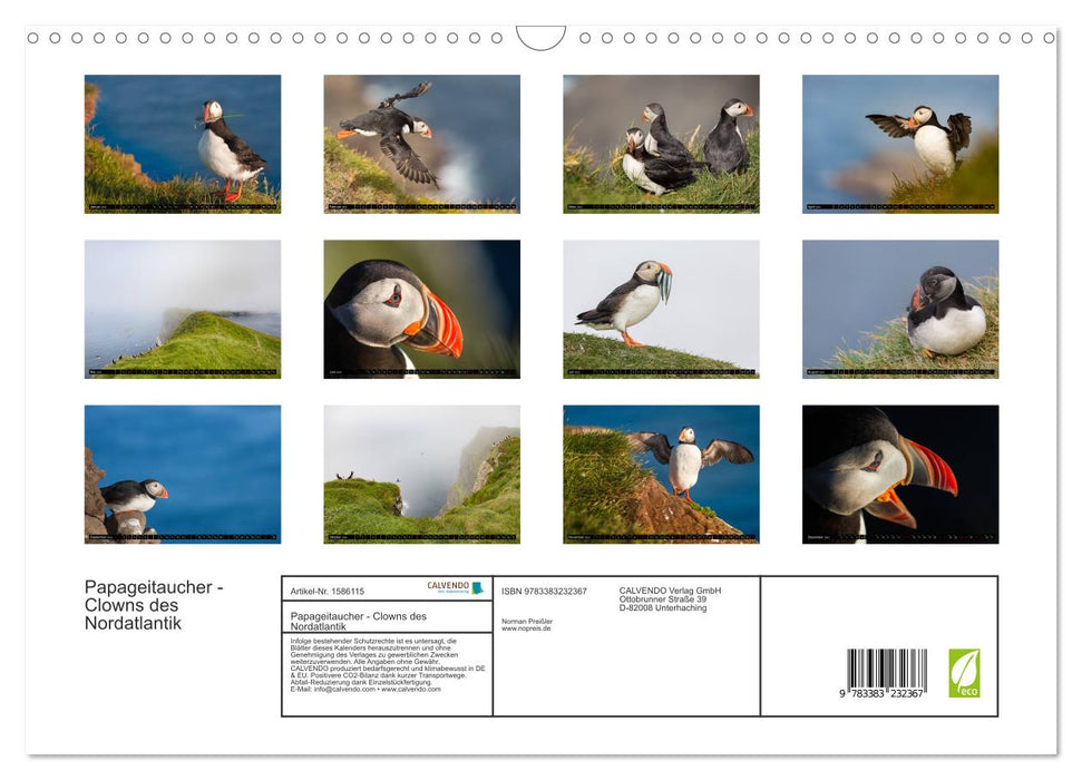 Puffins: Clowns of the North Atlantic (CALVENDO wall calendar 2024) 